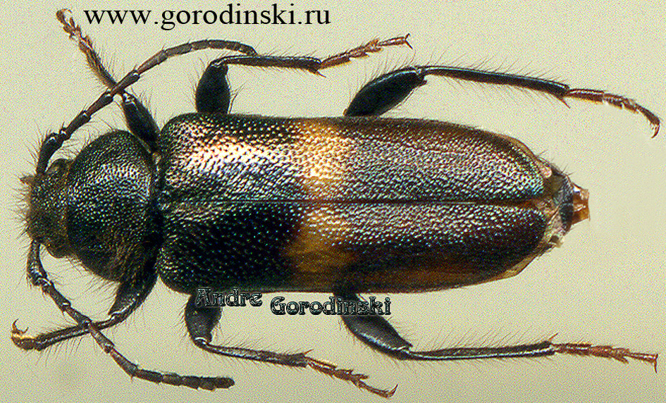 http://www.gorodinski.ru/cerambyx/Callidium hengduanum.jpg